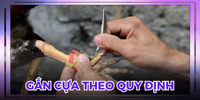 Cựa được gắn chắc chắn vào chân