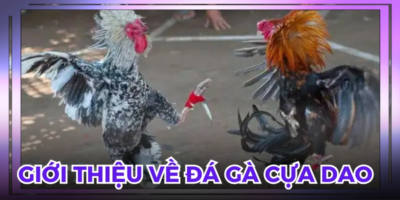 Hình thức kịch tính với màn giao đấu nảy lửa