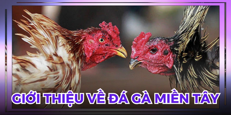 Theo sát từng trận đấu rõ ràng