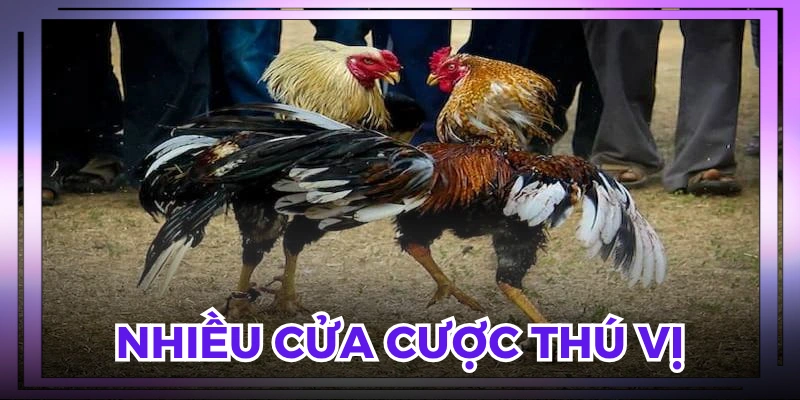 Tiền thưởng đá gà cựa sắt tuỳ vào từng cửa cược