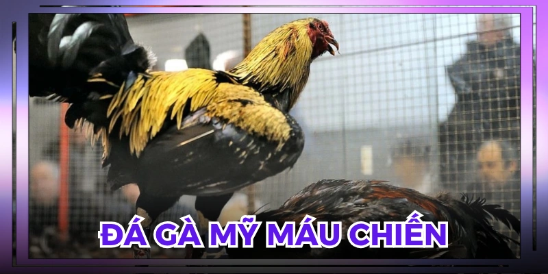 Tính hiếu chiến của chiến kê xem rất thích thú